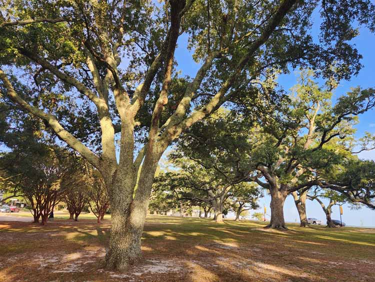 live oak tree